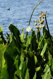 waters- edge plants