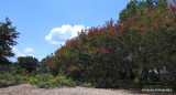 CREPE MYRTLE