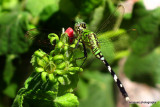 COMMON PONDHAWK