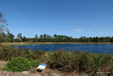 THE POND BY THE ARBORETUM