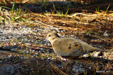 MOURNING DOVE