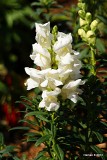 snapdragons