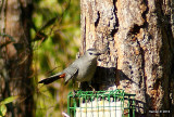 grey catbird