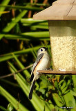 tufted titmouse