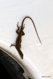 brown anole