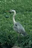 GREAT BLUE HERON