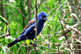 BLUE BUNTING, MALE