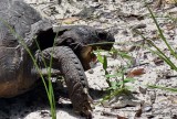 GOPHER TORTOISE