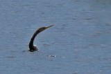 ANHINGA