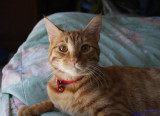 Tigger 