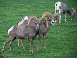 Big Horn posing