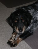 Daisy