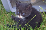 Jackson as a Kitten