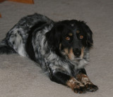 My girl Daisy