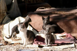 A family photo