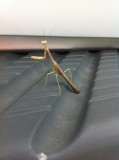 Praying Mantis