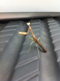 Praying mantis
