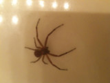 He got washed down the sink!!!