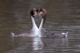 Great Crested Grebe