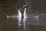 Great Crested Grebe