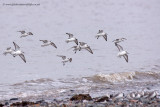 Sanderling