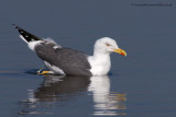 Lesser Black-backed Gull