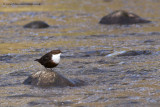 Dipper