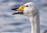 Whooper Swan