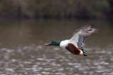 Shoveler