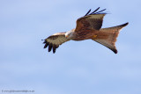 Red Kite - Milvus milvus