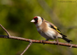 Goldfinch