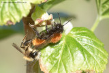 Tawny Mining Bees (mating)