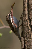 Treecreeper with nesting material