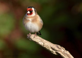 Goldfinch