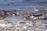 Ringed Plover & discarded water bottle
