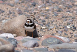 Ringed Plover & Dunlin