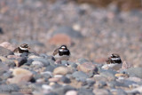 a trio of Ringed Plovers