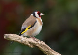 Goldfinch