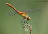 Ruddy Darter (immature male)