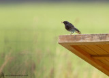 Black Redstart