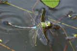 a watery grave is the final resting place for this Emperor Dragonfly