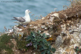 Fulmar