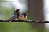 young Swallows in a rain shower