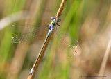 Emerald Damselfly