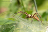 Nursery-web Spider