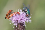mating Common Red Soldier Beetles with fly looking on