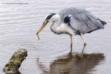 Grey Heron with lunch