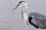 Grey Heron - keeping a very close eye on its lunch