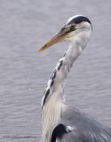 Grey Heron swallowing lunch