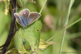 Common Blue